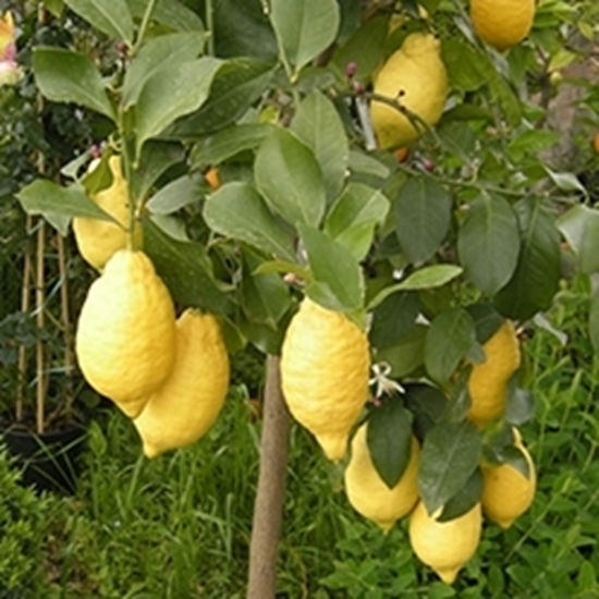 Limone Vaso 18-24