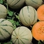 Melone Retato