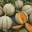 Melone retato BRENNUS