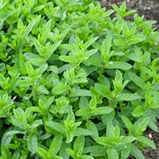 Menta Marocchina