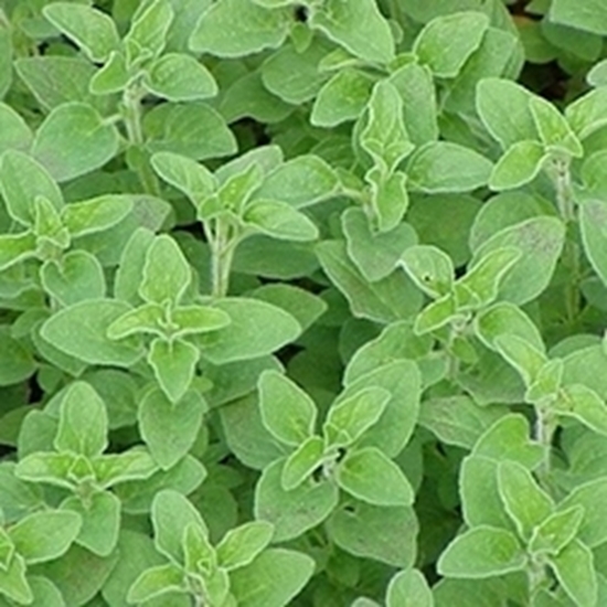 Origano Origanum