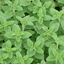 Origano Origanum