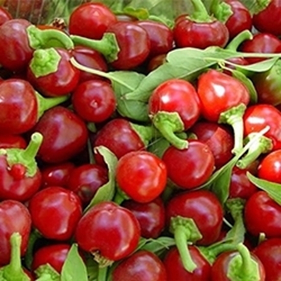 Peperoncino Piccante Rotondo TOPIK