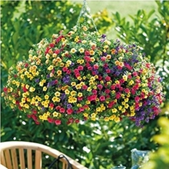Mix Calibrachoa 