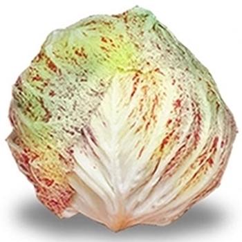 Radicchio di Lusia ADIGE PRECOCE 65GG