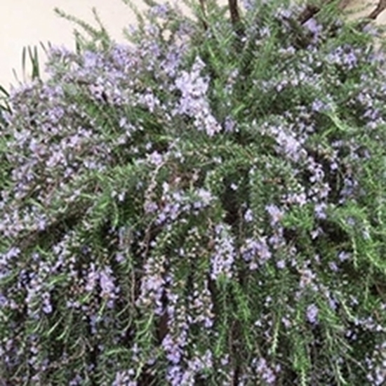 Rosmarino Prostrato