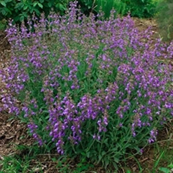 Salvia Officinalis