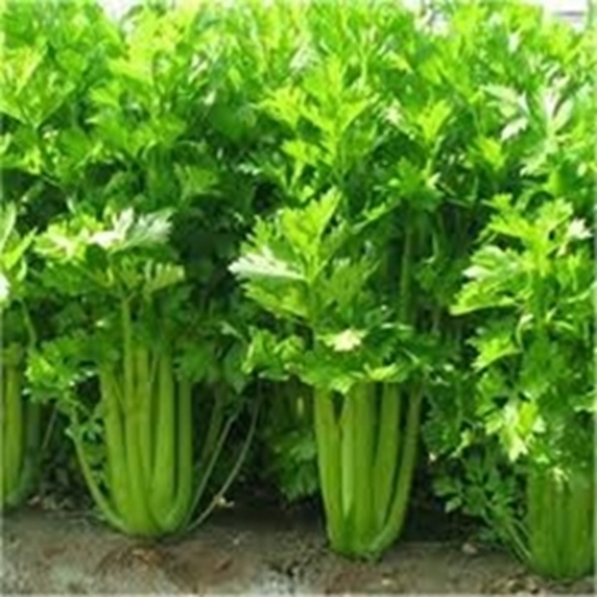 Sedano Verde