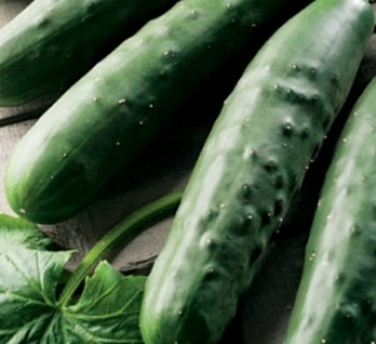 Immagine di Cetriolo partenocarpico spinoso APOLLO