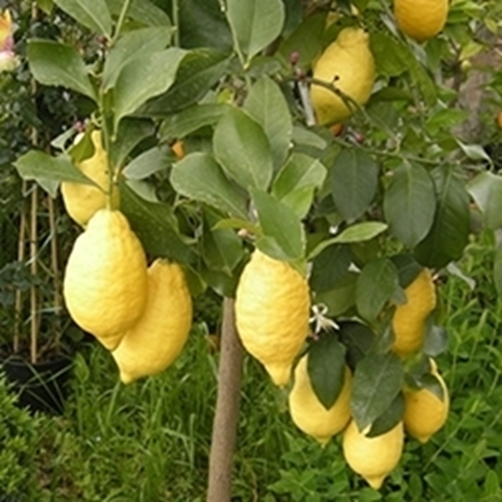Immagine di Limone Vaso 18-24