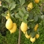 Immagine di Limone Vaso 18-24