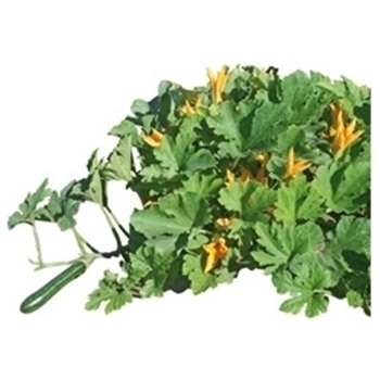 Immagine di Zucchino Striato d'Italia (da Fiore)