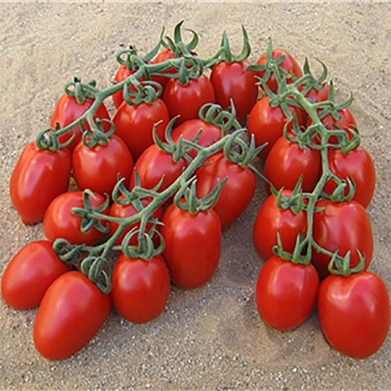 Immagine di Pomodoro mini plum PIXEL