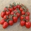 Immagine di Pomodoro mini plum PIXEL