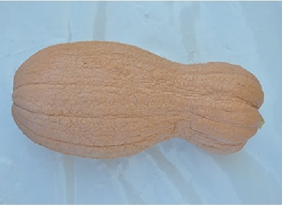 Immagine di Zucca VIOLINA rugosa