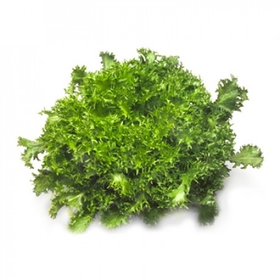Immagine di Indivia riccia CIGAL RZ