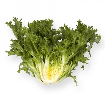Immagine di Indivia riccia CIGAL RZ