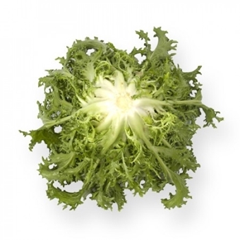 Immagine di Indivia riccia CIGAL RZ
