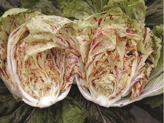 Immagine di Radicchio di Lusia ADIGE PRECOCE 65GG