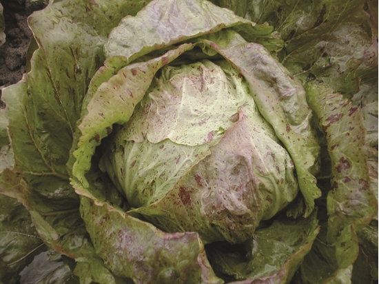Immagine di Radicchio di Lusia ADIGE MEDIO 80-85 GG