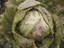 Immagine di Radicchio di Lusia ADIGE MEDIO 80-85 GG