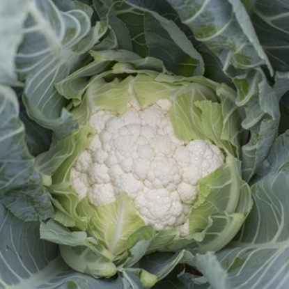 Immagine di Cavolfiore bianco SOCIUS RZ
