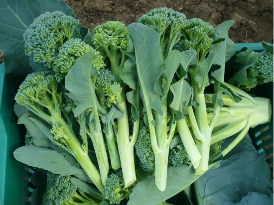 Immagine di Cavolo broccolo da getti LIMBA