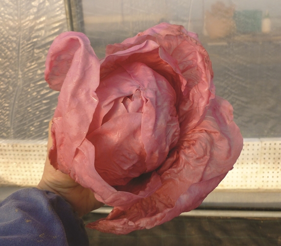 Immagine di Radicchio rosa MONTEROSA