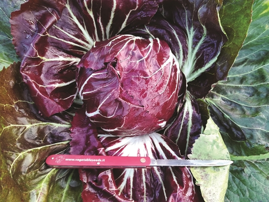Immagine di Radicchio di Chioggia DICIOTTO F1 75-80 GG