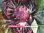 Immagine di Radicchio di Chioggia DICIOTTO F1 75-80 GG