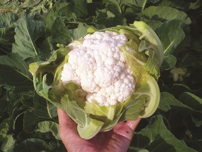 Immagine di Cavolfiore DOLOMITE