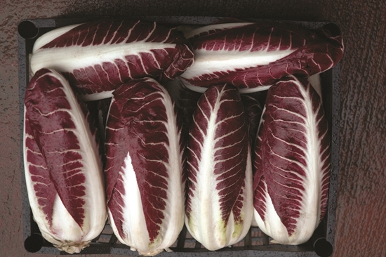 Immagine di Radicchio di Treviso BOTTIGLIONE 120GG