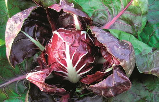 Immagine di Radicchio di Verona GIULIETTA 85GG