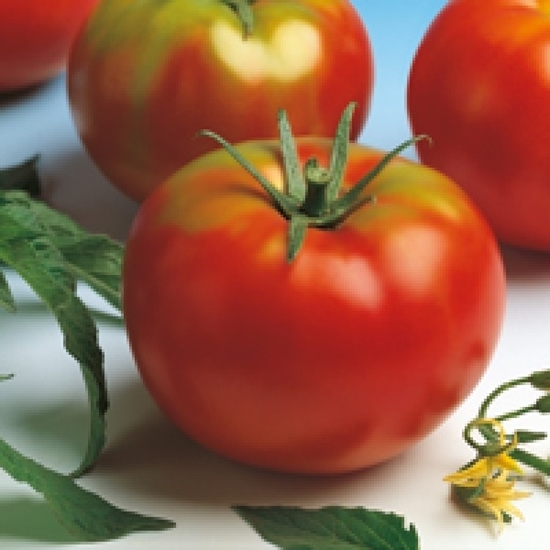 Immagine di Pomodoro rotondo OPTIMA
