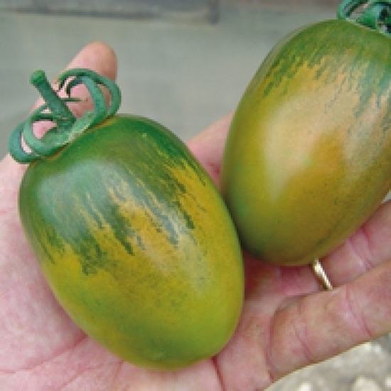 Immagine di Pomodoro ovale NERINA