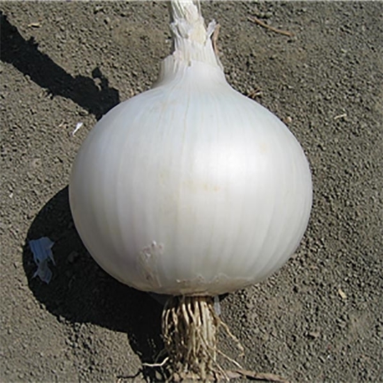 Immagine di Cipolla bianca VENUS