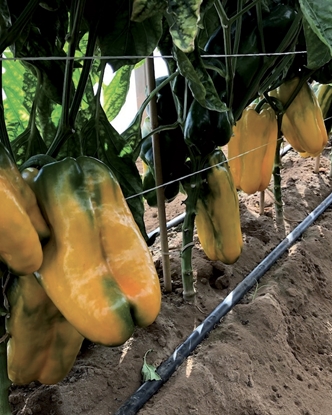 Immagine di Peperone trilobato giallo HELIOS