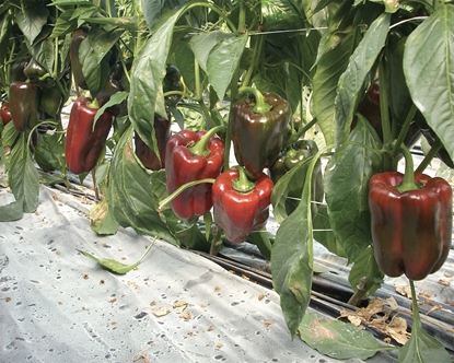 Immagine di Peperone trilobato FLAMINIO
