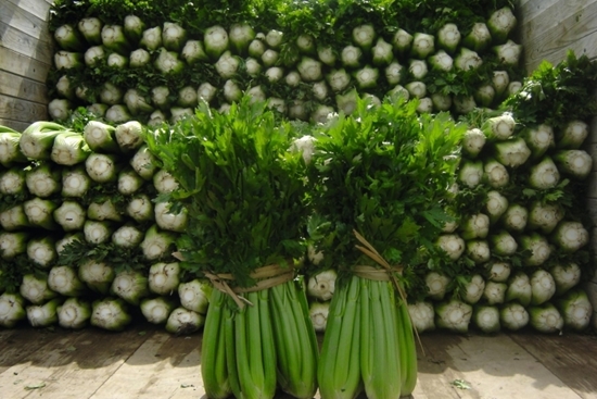 Immagine di Sedano verde TANGO