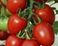 Immagine di Pomodoro ovale CENCARA