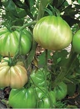 Immagine di Pomodoro Cuore di Bue NOVOWAK