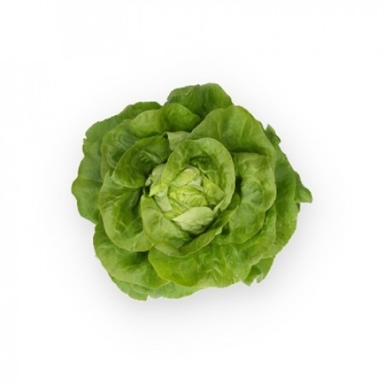 Immagine di Lattuga cappuccio verde NICOLINA RZ