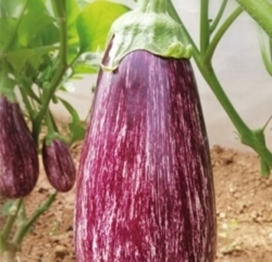 Immagine di Melanzana innestata Ovale Striata VANIA
