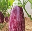 Immagine di Melanzana innestata Ovale Striata VANIA