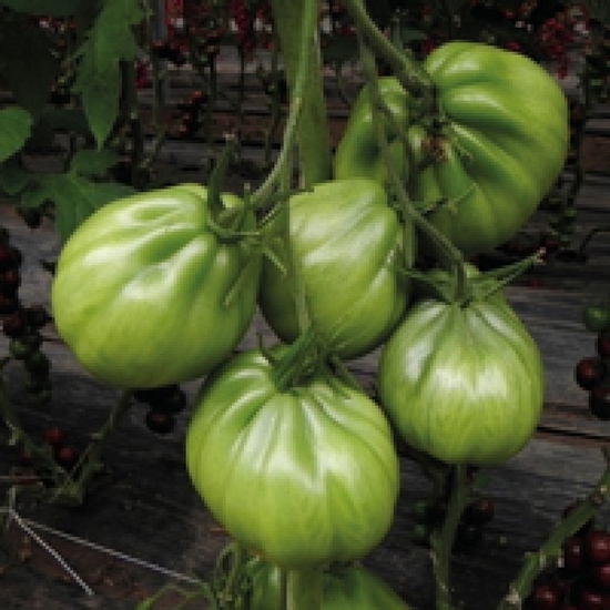 Immagine di Pomodoro innestato PUNENTE