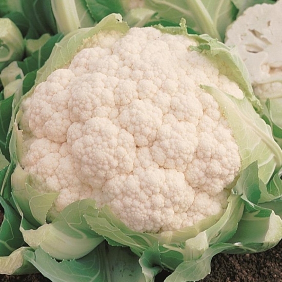 Immagine di Cavolfiore bianco SERAC