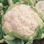 Immagine di Cavolfiore bianco SERAC