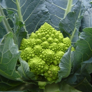 Immagine di Cavolfiore verde romanesco PUNTOVERDE RZ