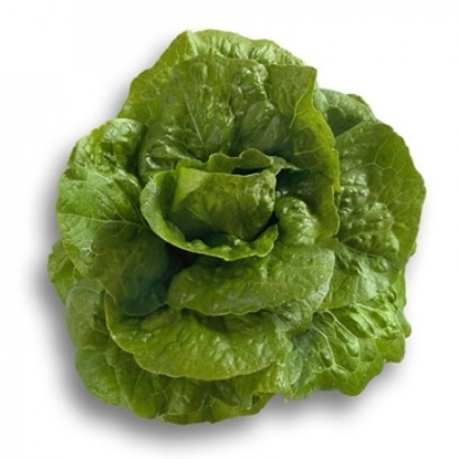 Immagine di Lattuga romana FLAVIUS RZ