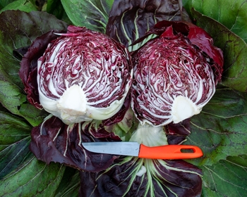 Immagine di Radicchio di Chioggia DICIOTTO F1 75-80 GG
